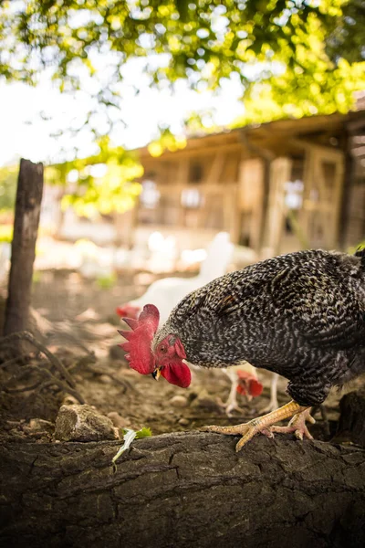 Szabadtartású Tyúkól Madárház Házi Madár Gyönyörű Kakas Mezőgazdaság Csirkék Kakasok — Stock Fotó