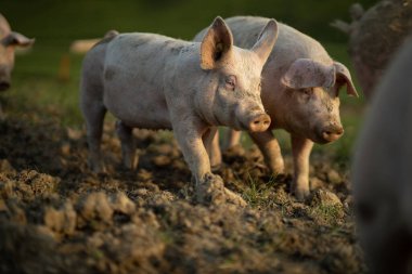 Domuzlar organik et çiftliğindeki bir çayırda yemek yiyorlar - hava görüntüsü.