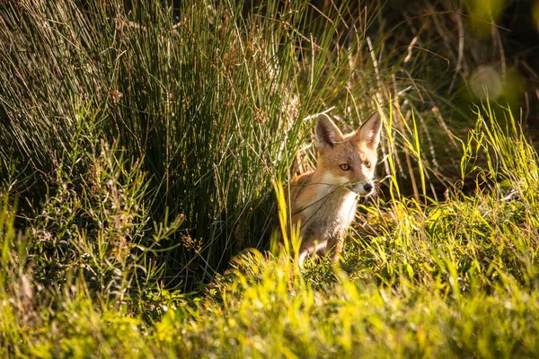 Rotfuchs Seinem Natürlichen Lebensraum Wildtiere Erschossen — Stockfoto