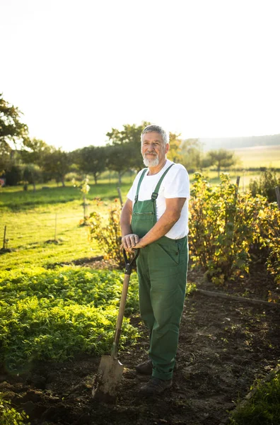 Tukang Kebun Senior Berkebun Kebun Permakultur Nya Memegang Sekop — Stok Foto