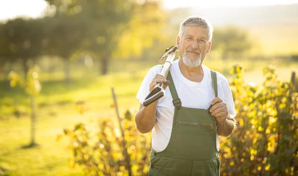 Senior Gärtner Gärtnert Seinem Permakultur Garten Mit Dem Spaten — Stockfoto