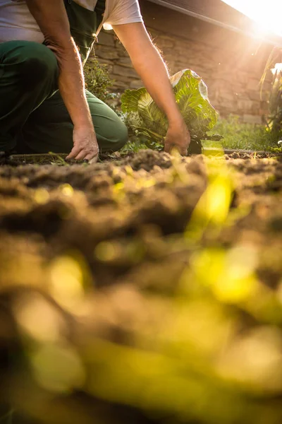 Tukang Kebun Senior Berkebun Kebun Permakultur Nya Memanen Kubis — Stok Foto