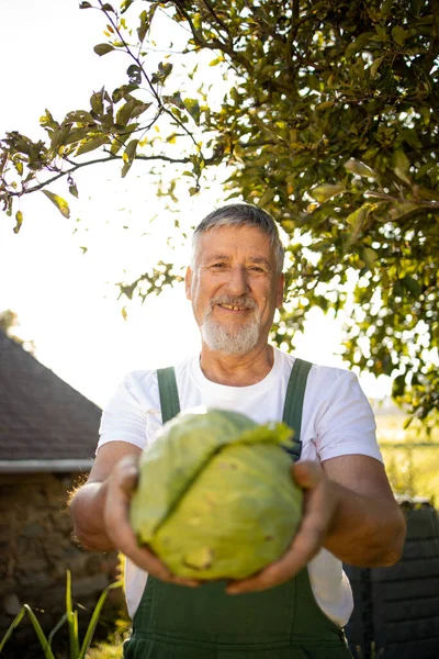 Senior Gardener Gardening His Permaculture Garden Harvesting Cabbage — Stock Photo, Image