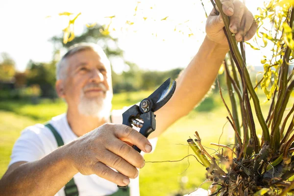 Senior Zahradnictví Jeho Permaculture Zahradě — Stock fotografie