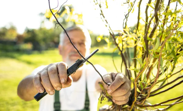 Senior Tuinier Tuinieren Zijn Permacultuur Tuin — Stockfoto