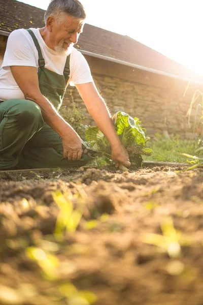 Giardinaggio Senior Nel Suo Giardino Permacultura — Foto Stock