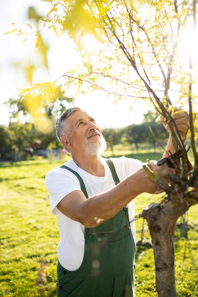 Senior Gärtner Gärtnert Seinem Permakultur Garten — Stockfoto