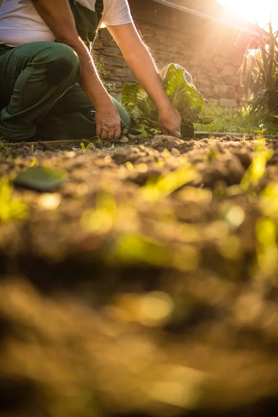 Senior Tuinier Tuinieren Zijn Permacultuur Tuin — Stockfoto