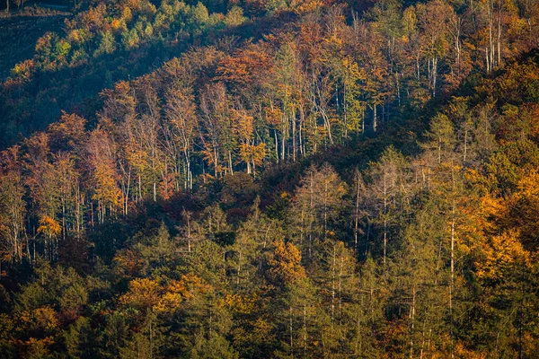 Schöne Herbstliche Wälder Beleuchtet Von Der Warmen Spätnachmittagssonne — Stockfoto