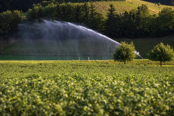 Intense Agriculture Corn Fiekd Being Irrigatedwith Huge Amounts Water Hot — Stock Photo, Image