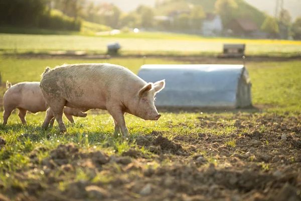 유기농 농장의 초원에서 돼지들 공중에서 — 스톡 사진