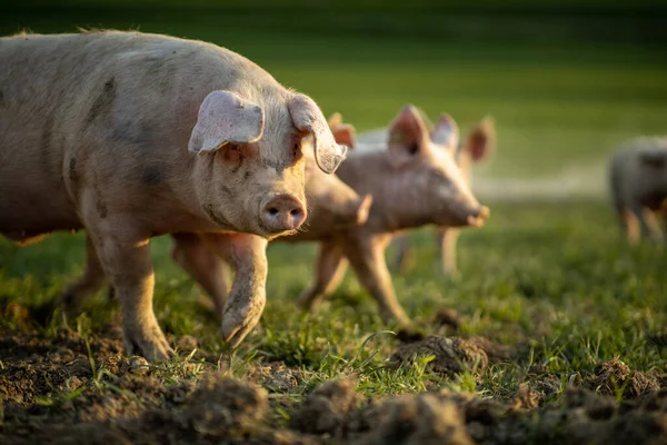 Svin Som Äter Äng Ekologisk Köttfarm — Stockfoto