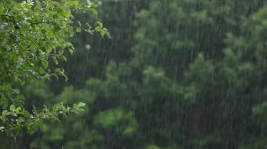 Ormanda sağanak yağmur, sağanak yağış, yeşil yapraklı su damlaları, yoğun duş.