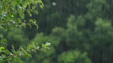 Ormanda sağanak yağmur, sağanak yağış, yeşil yapraklı su damlaları, yoğun duş.