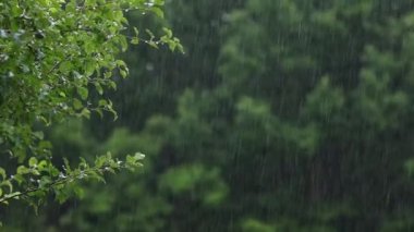 Raining shower in the forest, close-up of rainfall, water droplets on green leaves, heavy shower