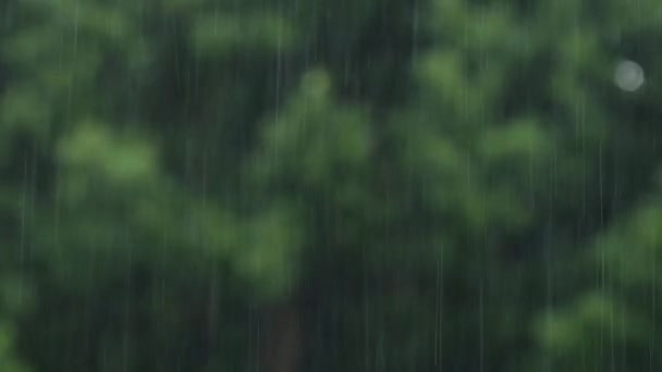 Raining Shower Forest Close Rainfall Water Droplets Green Leaves Heavy — Stock video