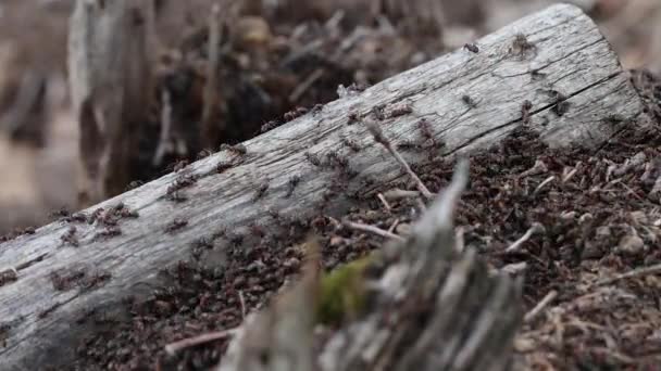 Wood Ant Anthill Acércate Ejército Hormigas Rojas Arrastrándose Por Nido — Vídeos de Stock