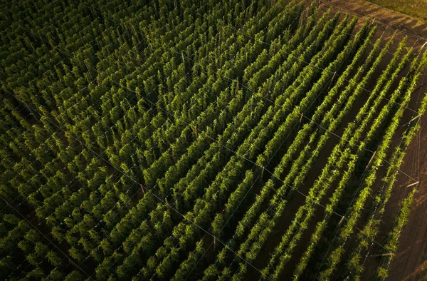 Los Lúpulos Cultivan Campo Ingrediente Necesario Para Elaboración Cerveza — Foto de Stock