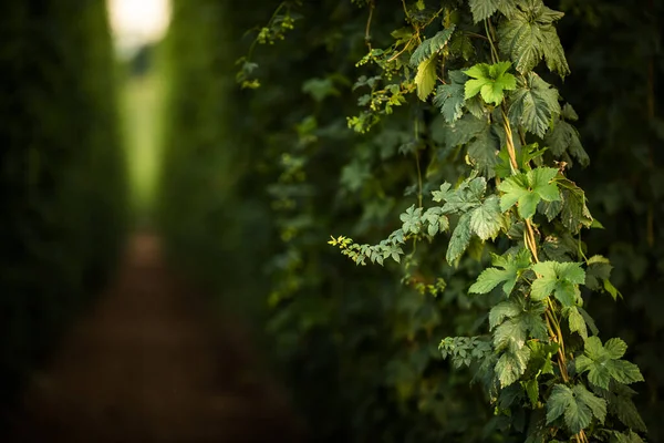 Lúpulo Que Cultiva Campo Ingrediente Necessário Para Cerveja Que Prepara — Fotografia de Stock