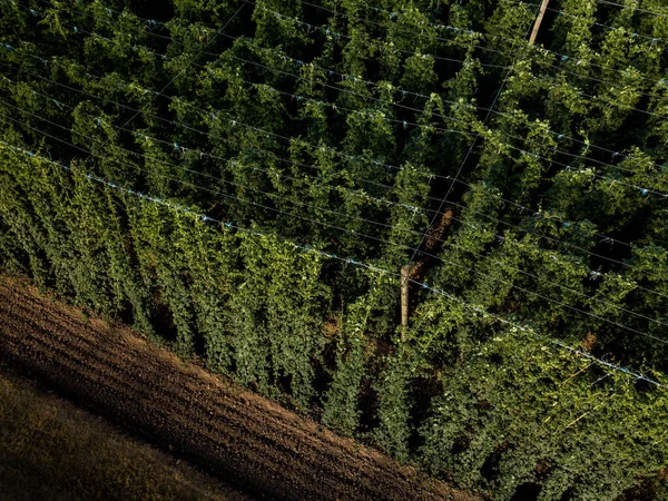 Hops Yang Tumbuh Lapangan Bahan Yang Diperlukan Untuk Pembuatan Bir — Stok Foto