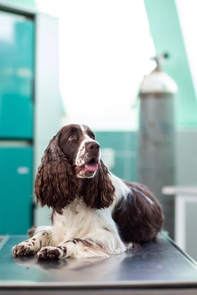 Cão Doente Sendo Examinado Por Médico Veterinário Uma Clínica Veterinária — Fotografia de Stock