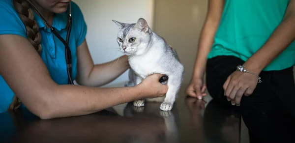 Sick cat being examined by a vet doctor in a veterinarian clinic