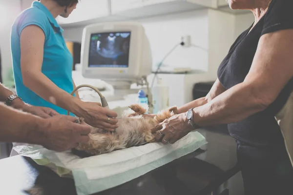 Kranker Hund Wird Tierklinik Vom Tierarzt Untersucht — Stockfoto