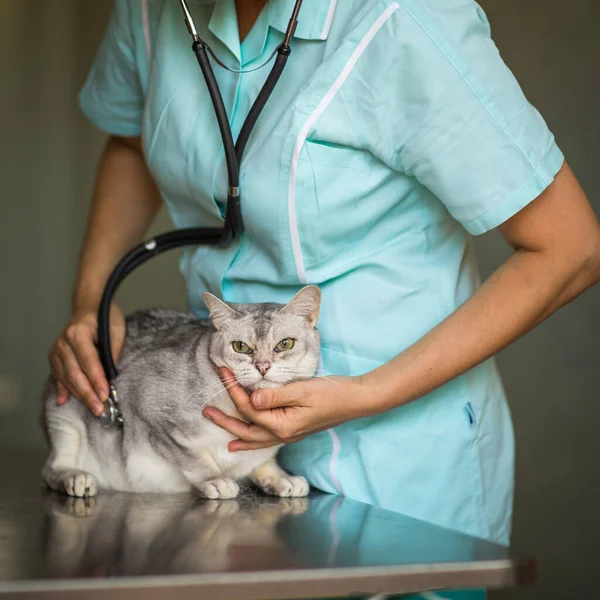 Gato Doente Sendo Examinado Por Médico Veterinário Uma Clínica Veterinária — Fotografia de Stock