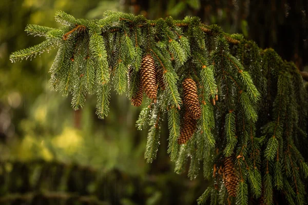 Teleobjektiv Komprimerad Bild Ett Pinjeträd Med Lysande Vattendroppar Efter Sommarregn — Stockfoto