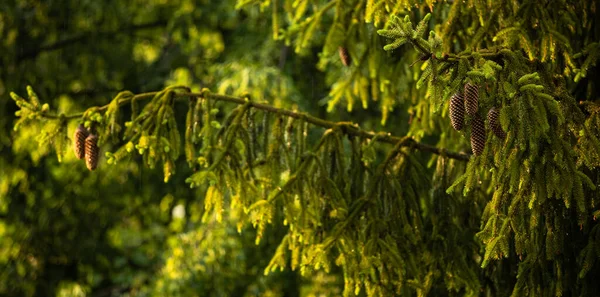 夏雨后 电视摄象机镜头压缩了一棵松树的图像 树上有闪闪发光的水滴 天然绿色背景 自然概念中的湿度和湿度 — 图库照片
