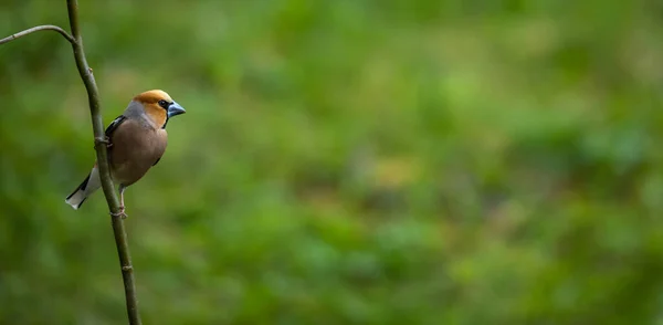 Hawfinch Coccothraustes Coccothraustes Oiseau Est Assis Sur Bâton Sur Fond — Photo