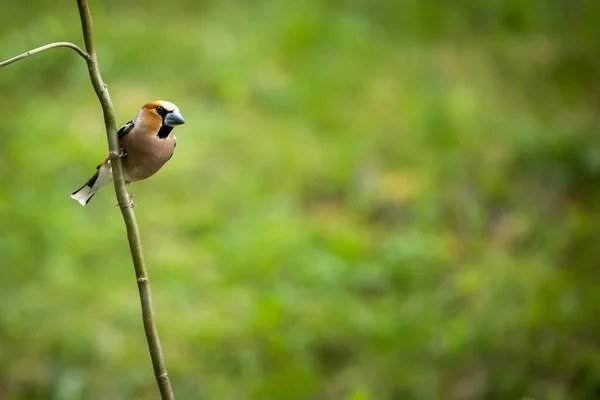 Hawfinch Coccothraustes Coccothraust Pták Sedí Klacku Béžovém Pozadí — Stock fotografie