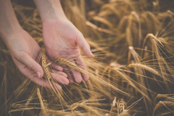 Field Wheat Touched Hand Spikes Sunset Light Golden Wheat Fields — Stock Photo, Image