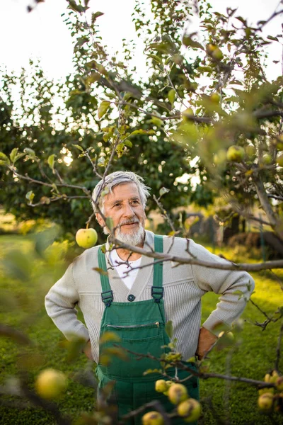 Senior Gardenr Zahradničení Jeho Permaculture Zahradě — Stock fotografie