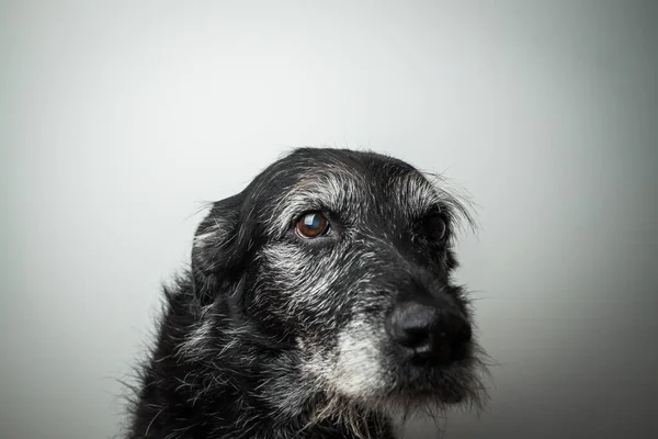 Černý Pes Portrét Slábnoucí Vzpomínka Úžasného Přítele — Stock fotografie