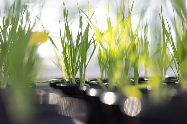 Genetisk Modifiering Gmo Ung Grön Korn Som Växer Ett Forskningscenter — Stockfoto