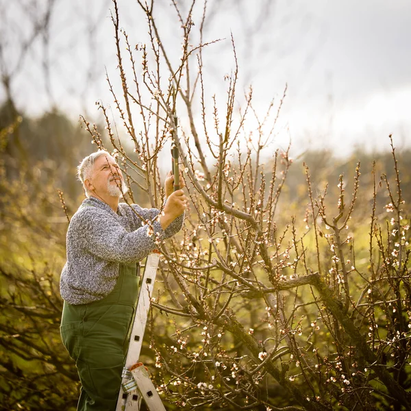 Senior Zahradnictví Své Permakulturní Zahradě Připravuje Sezónu Provádí Potřebné Jarní — Stock fotografie
