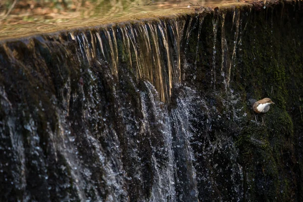 水の概念 その表面を反射する光で流れる川の水 高速露出ショット — ストック写真