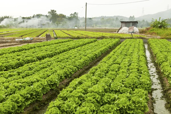 Terras agrícolas com muitos vegetais — Fotografia de Stock