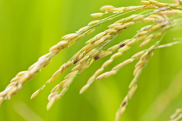 Rice grains in field — Stock Photo, Image