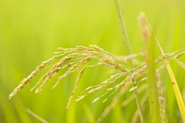 ग्रीन धान चावल बंद करें — स्टॉक फ़ोटो, इमेज