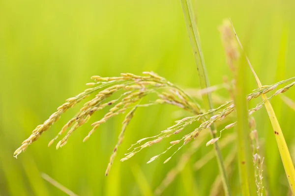 Close up of green paddy rice — Stock Photo, Image