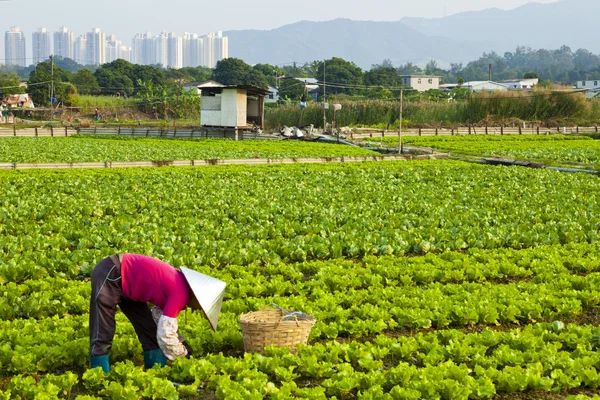 Agriculteur travaillant sur un champ — Photo