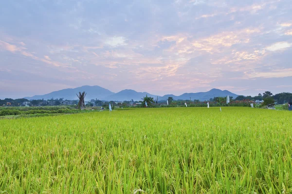 Захід сонця над рисовим полем — стокове фото
