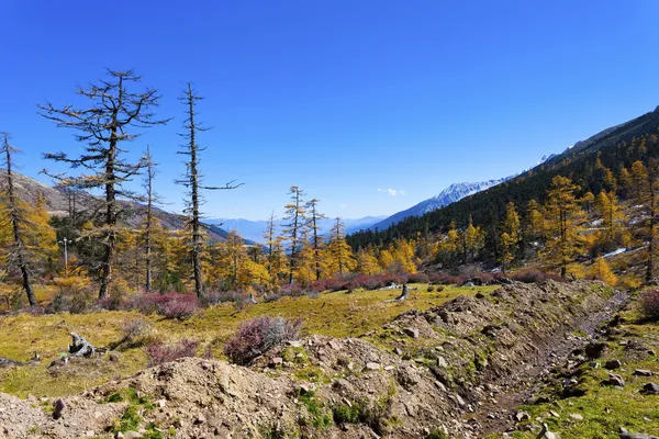 Il paesaggio autunnale di montagna con foresta colorata — Foto Stock