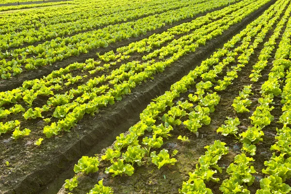 Terras agrícolas — Fotografia de Stock