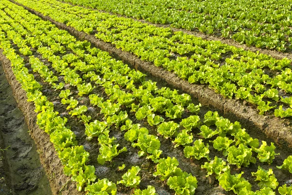 Terreni agricoli — Foto Stock