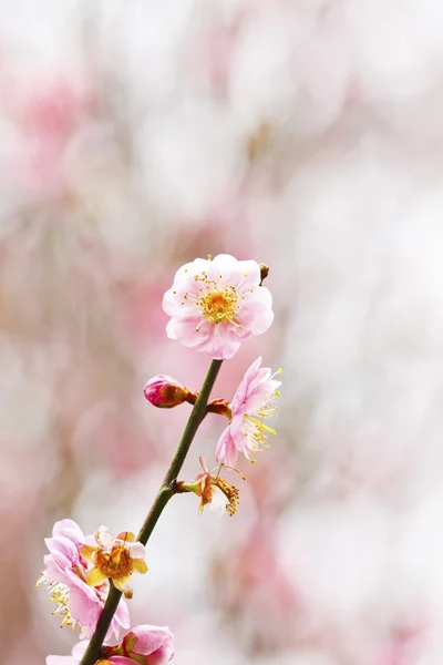 Szilva virágok virágzó — Stock Fotó