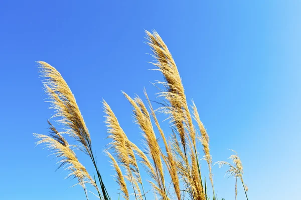 Campo de trigo contra um céu azul — Fotografia de Stock