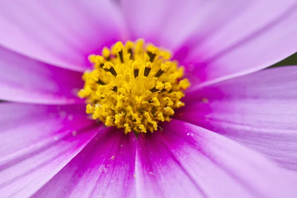 ピンクの花の花弁、花のマクロ. — ストック写真